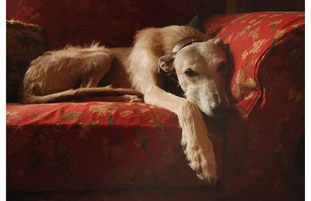 Собаке запрещено на диван, а она всё равно предпочитает спать на мягкой мебели