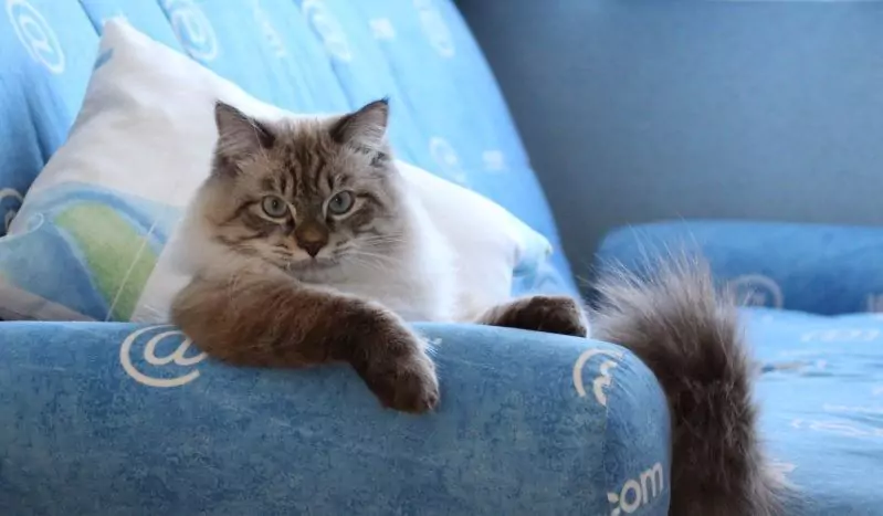 Кот дерёт диван, как отучить его от этой дурной привычки?