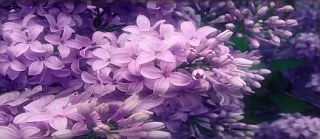 Прямой диван Ультрафиолет